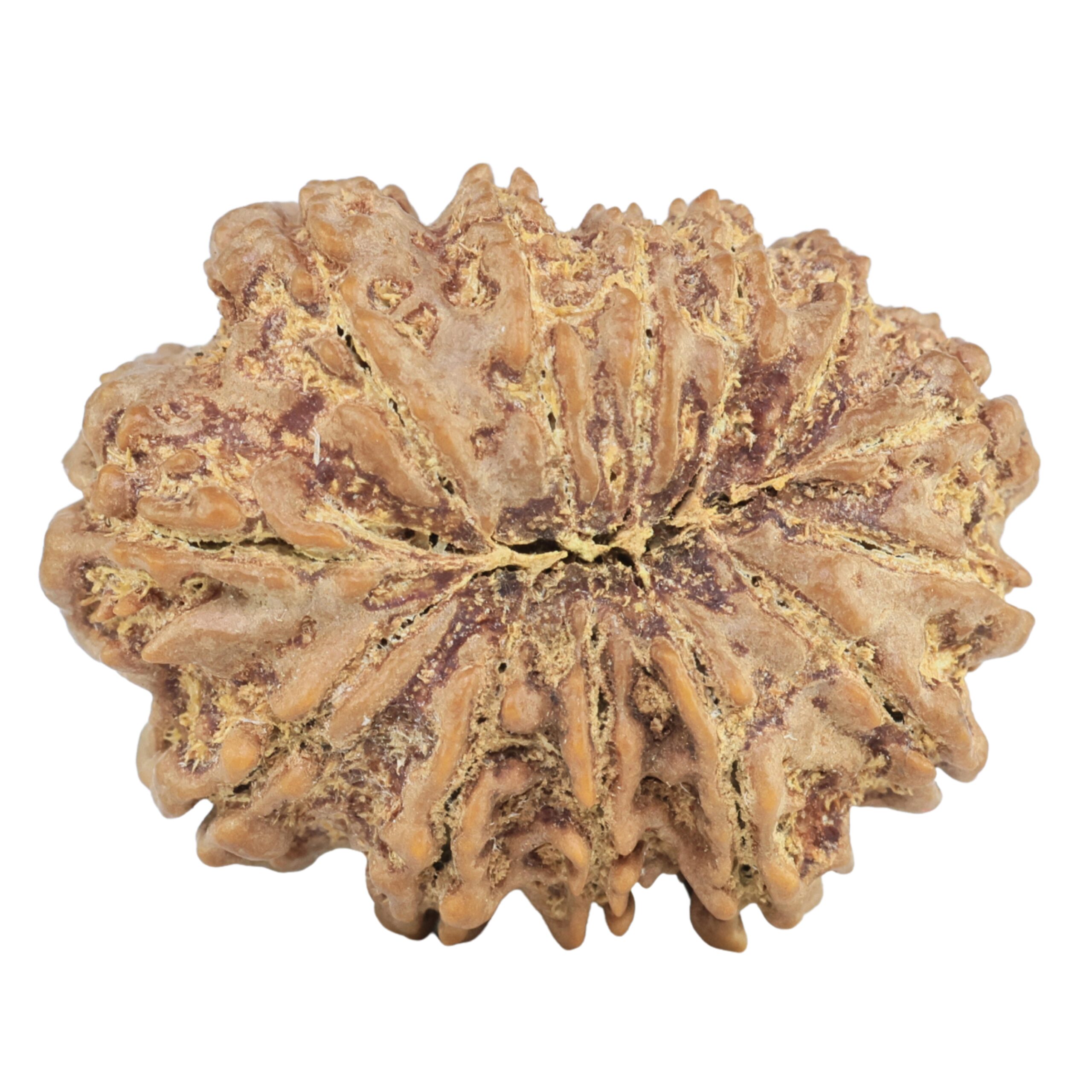 13 Mukhi Rudraksha 31.7mm 7gm - Rudraksha back