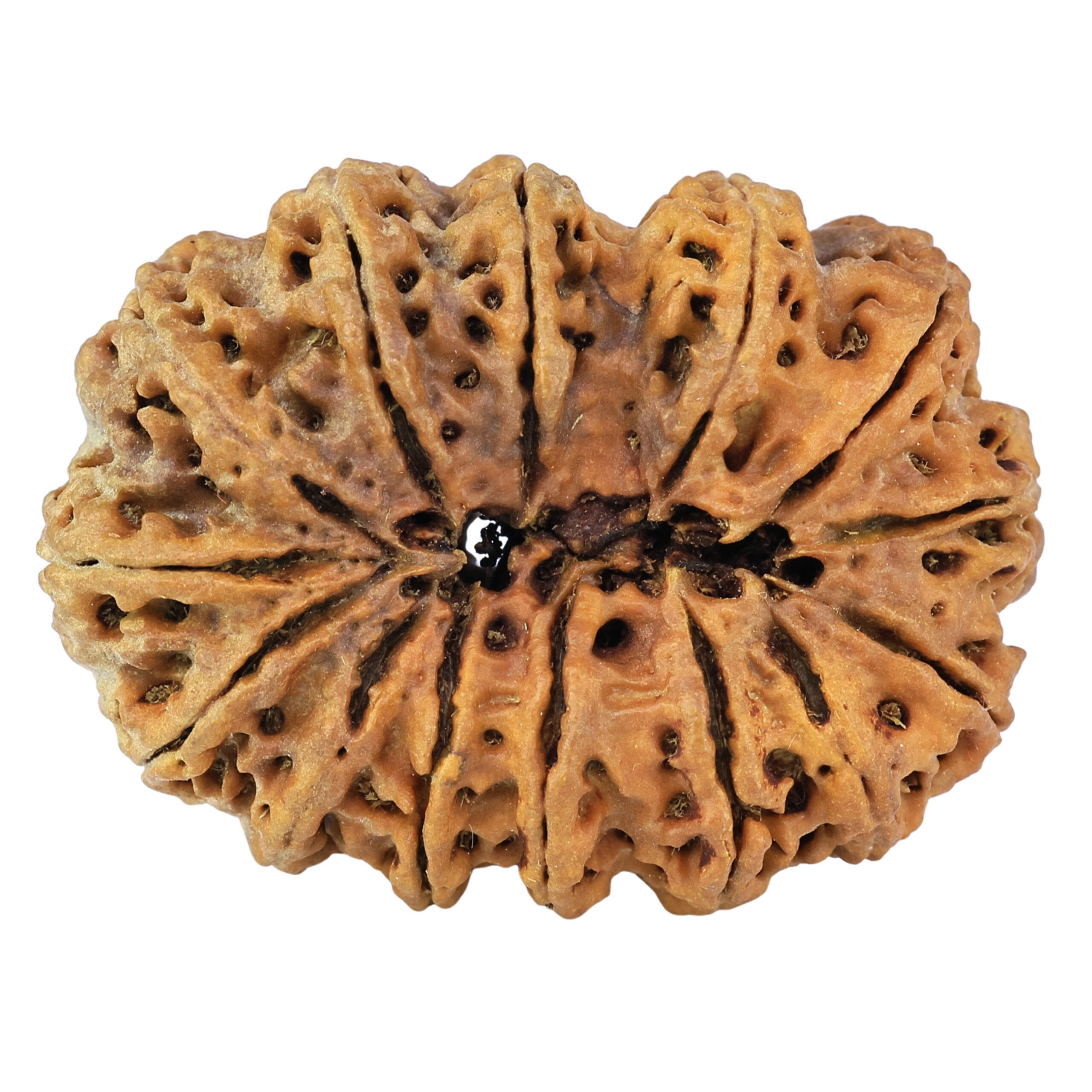 14 Mukhi Rudraksha 39.6mm 5.99gm - Rudraksha back