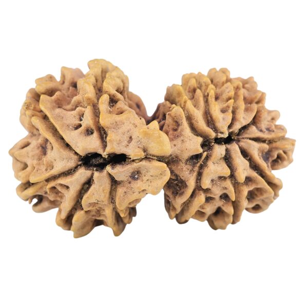 13 Mukhi Gaurishankar 32.5mm 4.51gm - Rudraksha back