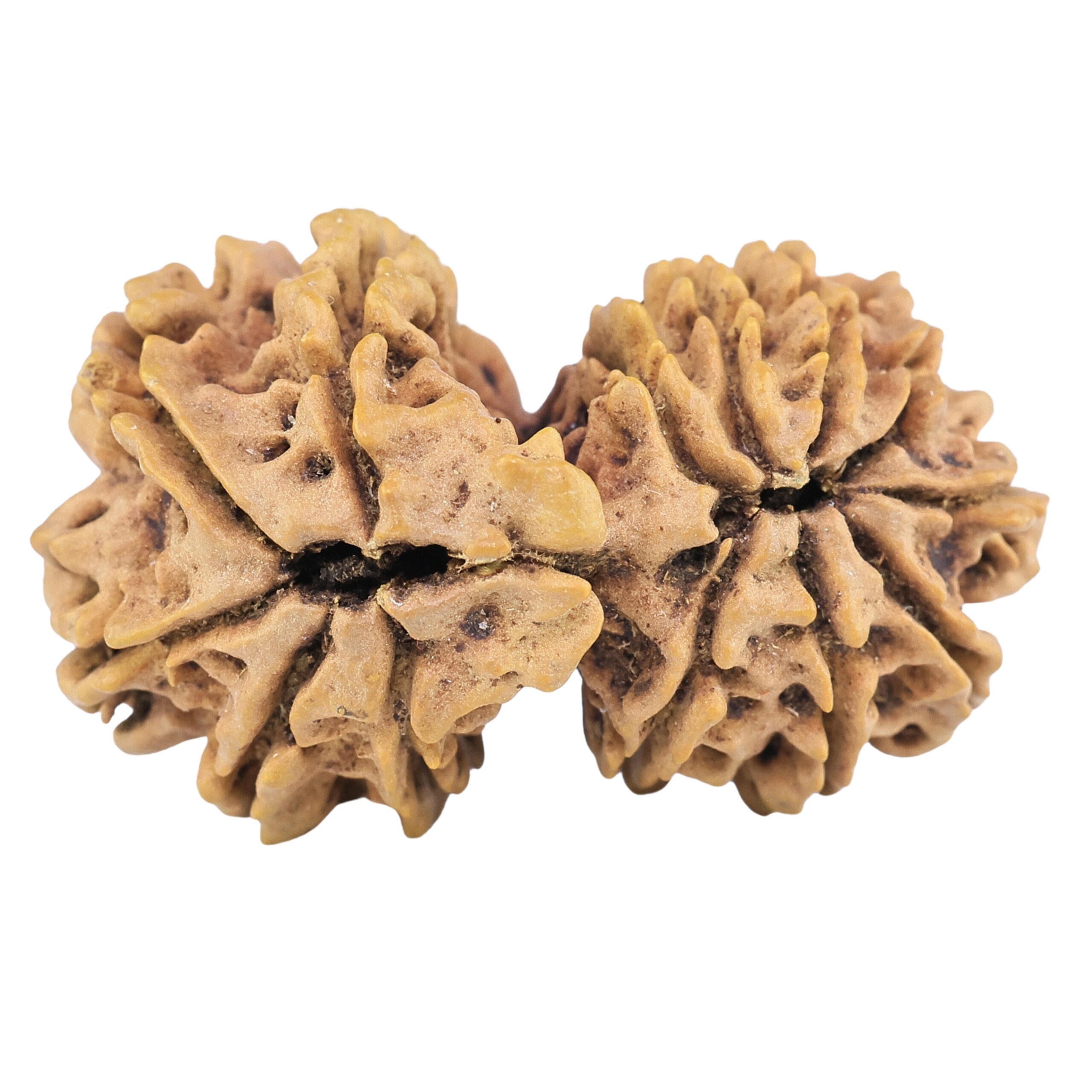 13 Mukhi Gaurishankar 32.5mm 4.51gm - Rudraksha back