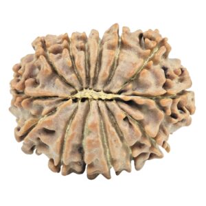 14 Mukhi Rudraksha 23.4mm 3gm - Rudraksha back
