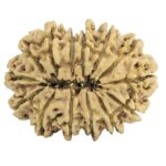 14 Mukhi Rudraksha 30.2mm 3.94gm - Rudraksha back