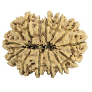 14 Mukhi Rudraksha 30.2mm 3.94gm - Rudraksha back