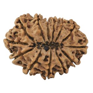 13 Mukhi Rudraksha 33.4mm 6.33gm - Rudraksha back