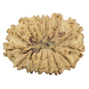 14 Mukhi Rudraksha 24.6mm 2.64gm - Rudraksha back