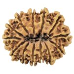 13 Mukhi Rudraksha 32.1mm 4.84gm - Rudraksha back