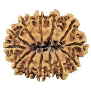 13 Mukhi Rudraksha 32.1mm 4.84gm - Rudraksha back