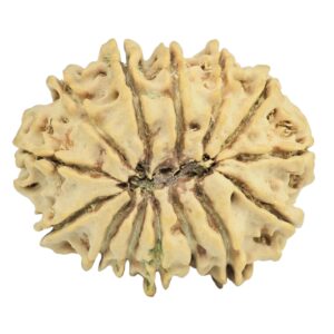 14 Mukhi Rudraksha 26.2mm 3.79gm - Rudraksha back