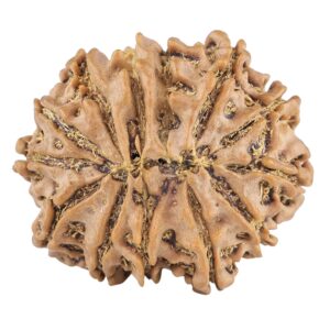 13 Mukhi Rudraksha 23.5mm 3gm - Rudraksha back