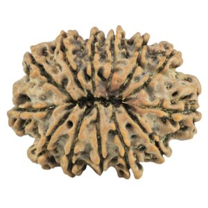 13 Mukhi Rudraksha 28.7mm 4.07gm - Rudraksha back