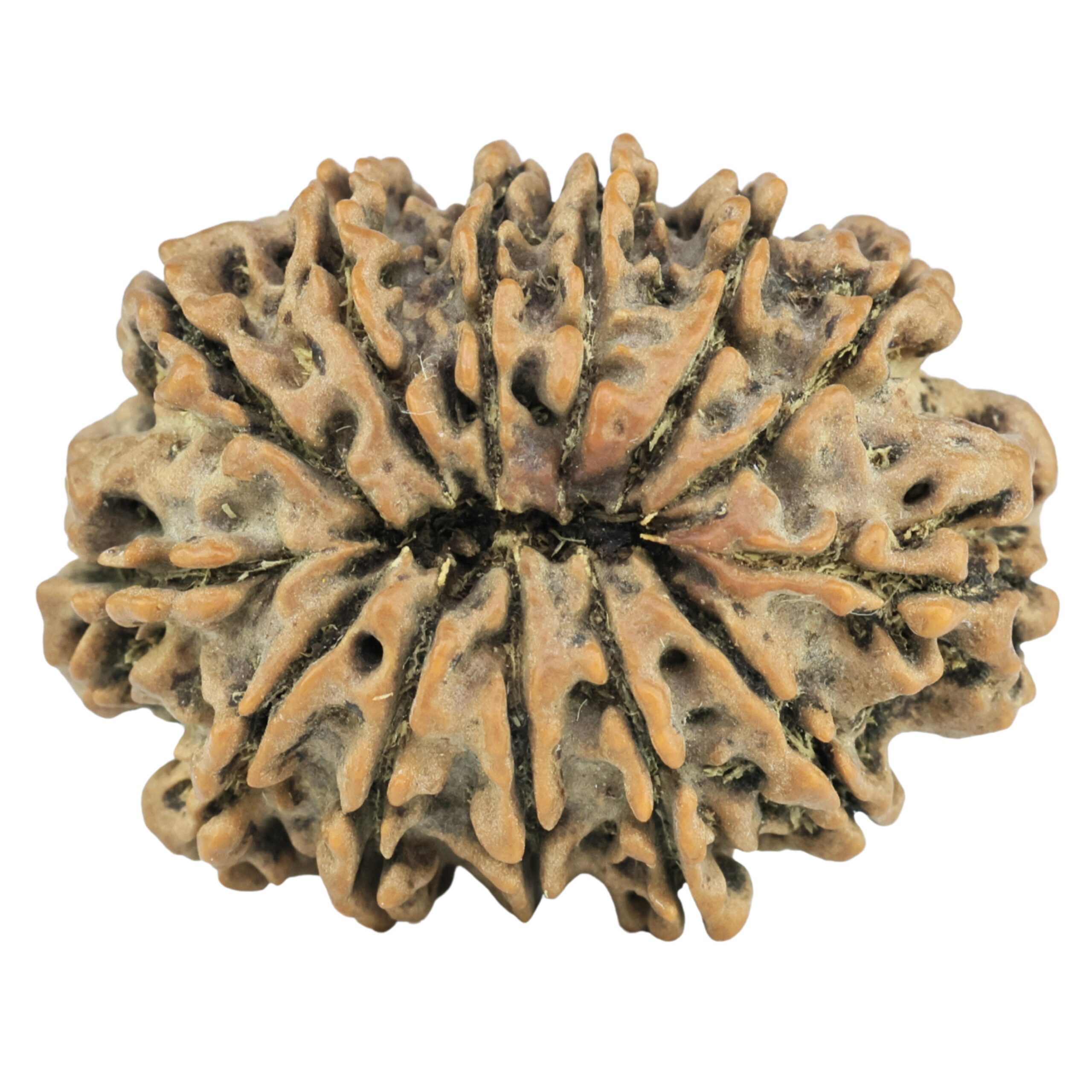 13 Mukhi Rudraksha 28.7mm 4.07gm - Rudraksha back