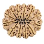 12 Mukhi Rudraksha 35.8mm 8.88gm - Rudraksha back