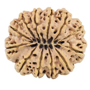 12 Mukhi Rudraksha 35.8mm 8.88gm - Rudraksha back