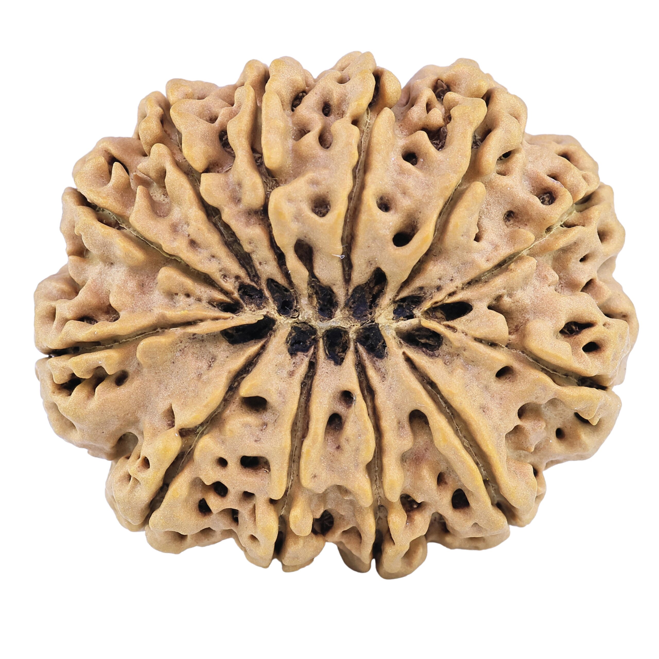 12 Mukhi Rudraksha 35.8mm 8.88gm - Rudraksha back