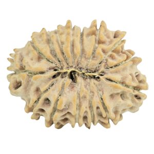 15 Mukhi Rudraksha 27.8mm 3.73gm - Rudraksha back