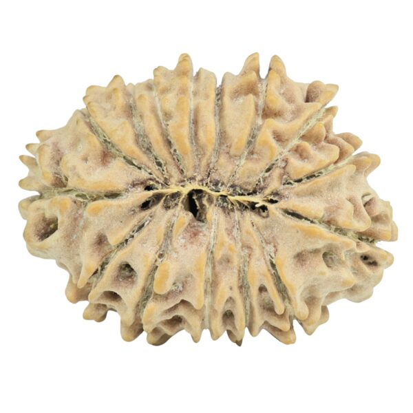 15 Mukhi Rudraksha 27.8mm 3.73gm - Rudraksha back