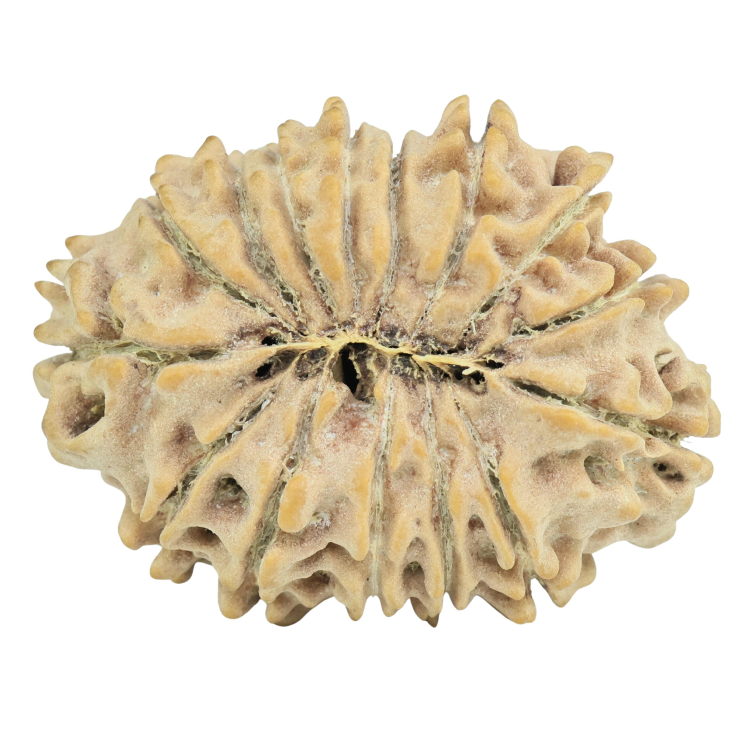 15 Mukhi Rudraksha 27.8mm 3.73gm - Rudraksha back