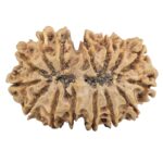 15 Mukhi Rudraksha 33.8mm 5.79gm - Rudraksha back
