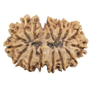 15 Mukhi Rudraksha 33.8mm 5.79gm - Rudraksha back