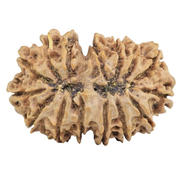 15 Mukhi Rudraksha 33.8mm 5.79gm - Rudraksha back