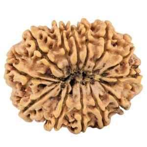 13 Mukhi Rudraksha 30.8mm 5.78gm - Rudraksha back