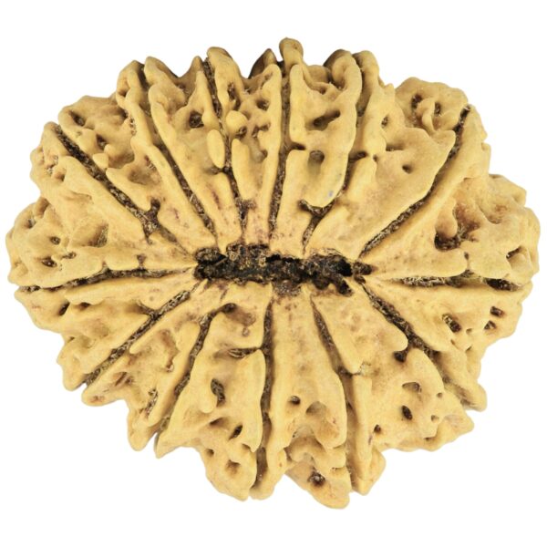13 Mukhi Rudraksha 35.7mm 7.13gm - Rudraksha back