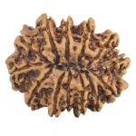 13 Mukhi Ganesh 31.9mm 6.71gm - Rudraksha back