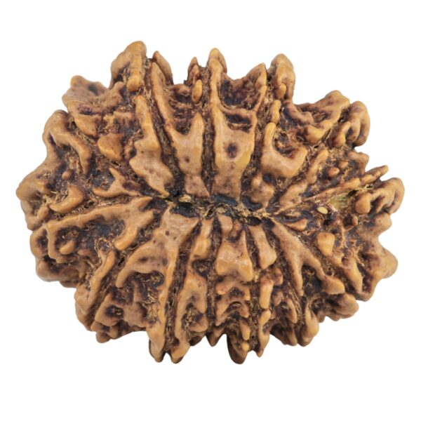 13 Mukhi Ganesh 31.9mm 6.71gm - Rudraksha back