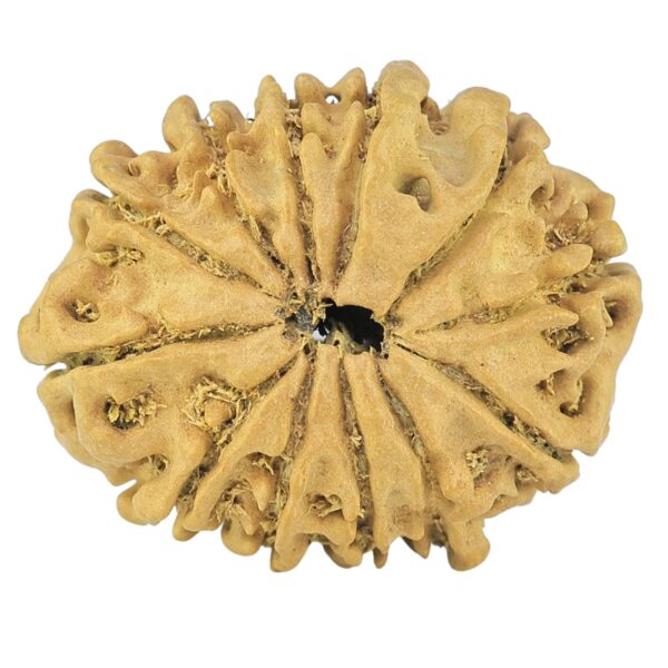 12 Mukhi Rudraksha 24.4mm 2gm - Rudraksha back