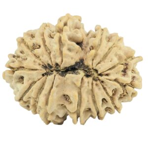 14 Mukhi Rudraksha 29.9mm 4.91gm - Rudraksha back