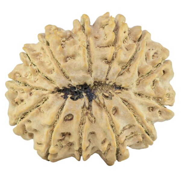 13 Mukhi Rudraksha 34.1mm 8.41gm - Rudraksha back