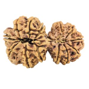 13 Mukhi Gaurishankar 38.4mm 6.92gm - Rudraksha back