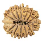 13 Mukhi Rudraksha 31.7mm 7.48gm - Rudraksha back