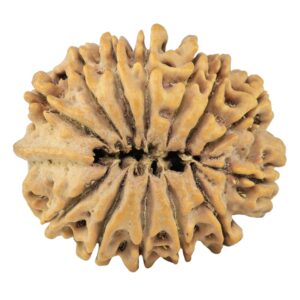 13 Mukhi Rudraksha 31.7mm 7.48gm - Rudraksha back
