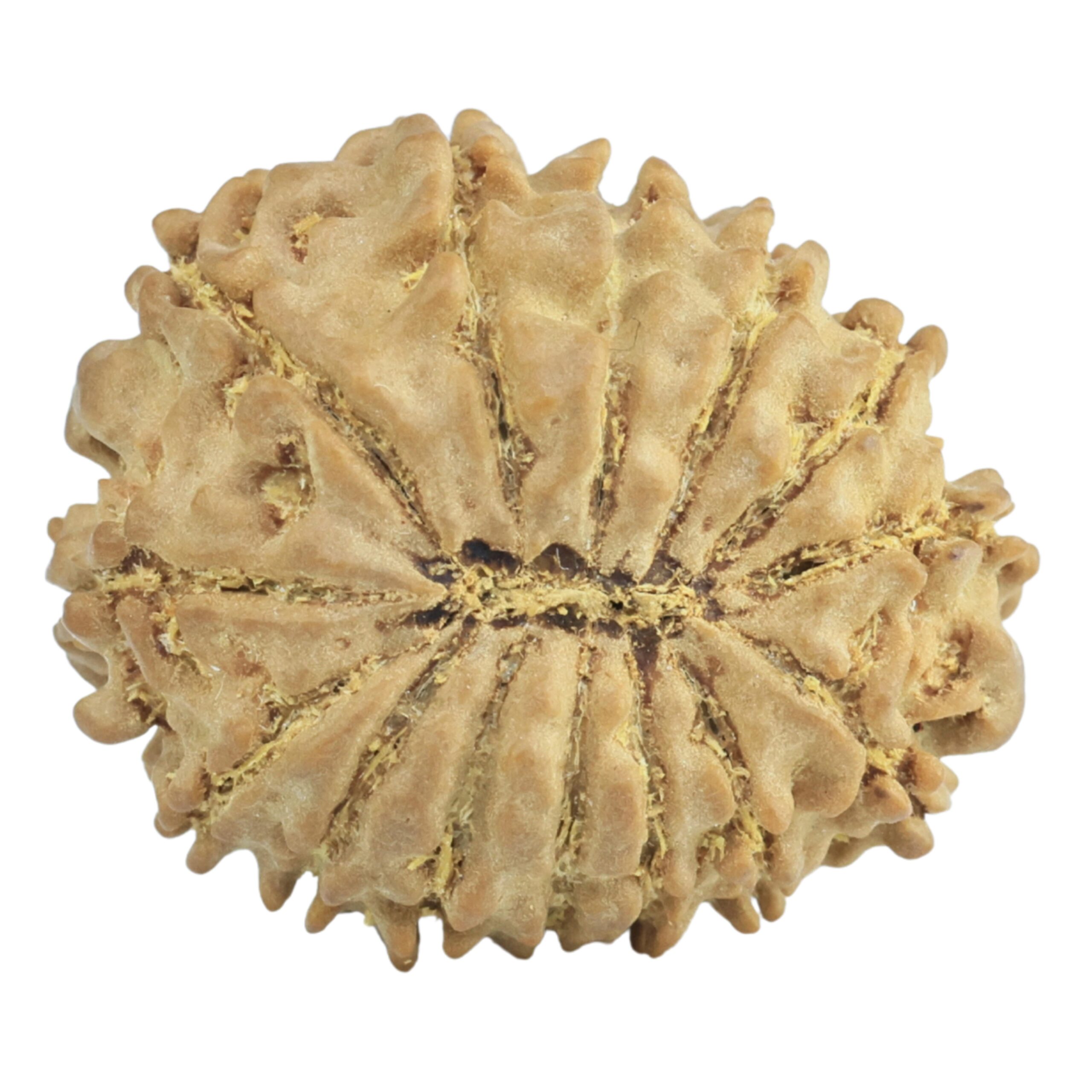 14 Mukhi Rudraksha 21.3mm 2.27gm - Rudraksha back