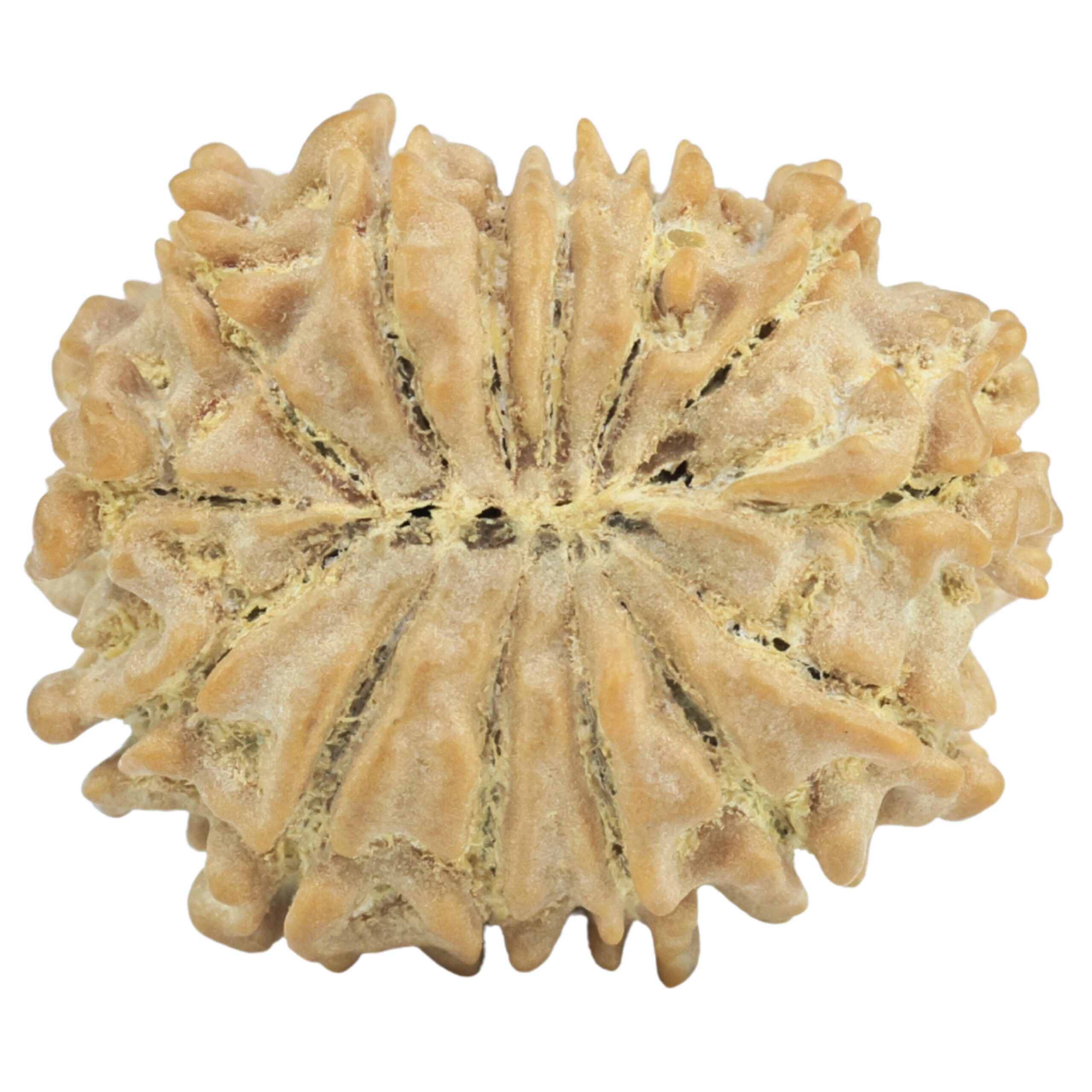 14 Mukhi Rudraksha 22.4mm 2.77gm - Rudraksha back