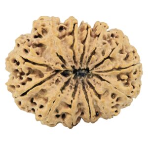 13 Mukhi Rudraksha 34.8mm 6.85gm - Rudraksha back