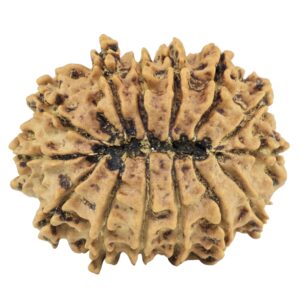 14 Mukhi Rudraksha 27.2mm 3.79gm - Rudraksha back