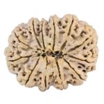 12 Mukhi Rudraksha 37.4mm 9.22gm - Rudraksha back