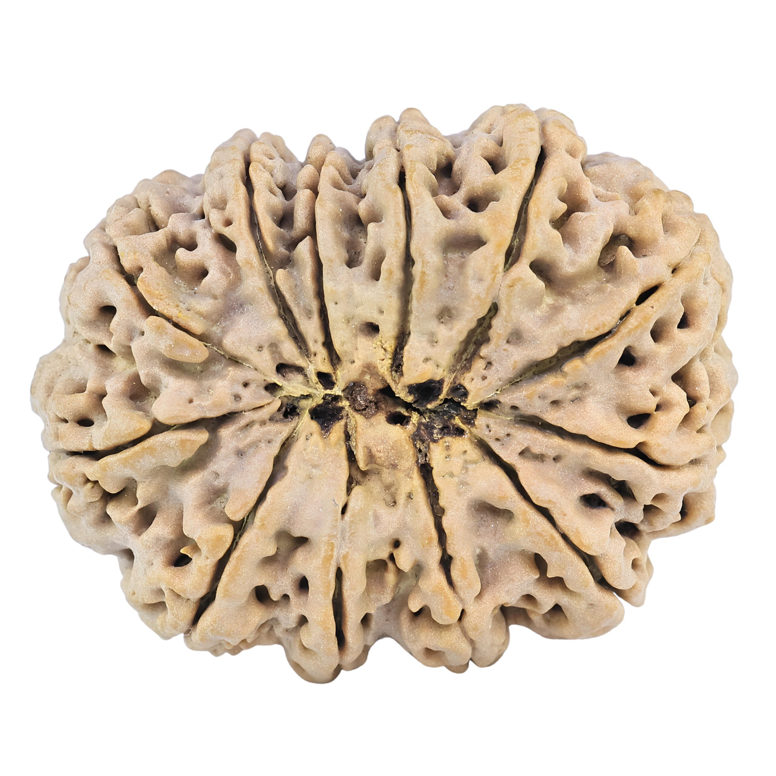 12 Mukhi Rudraksha 37.4mm 9.22gm - Rudraksha back