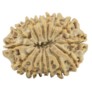 14 Mukhi Rudraksha 26.2mm 3.93gm - Rudraksha back