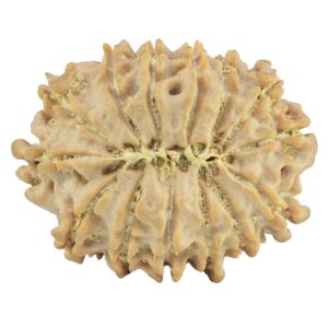 14 Mukhi Rudraksha 26.8mm 4gm - Rudraksha back