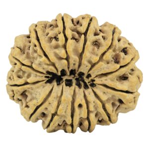 13 Mukhi Rudraksha 33.7mm 7.4gm - Rudraksha back