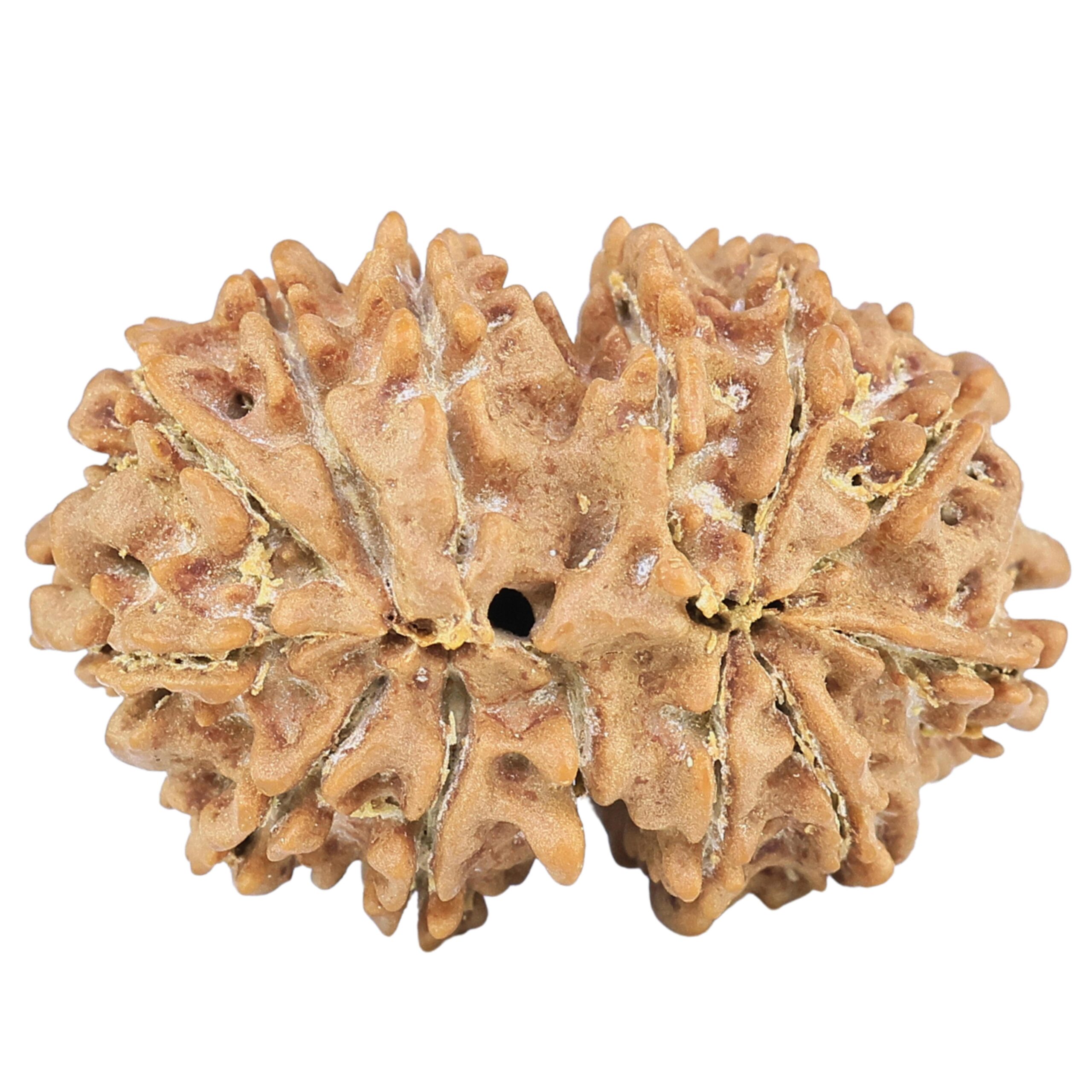 13 Mukhi Gaurishankar 27.8mm 3.82gm - Rudraksha back