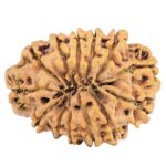 13 Mukhi Rudraksha 31.6mm 6.5gm - Origin: Nepal - Rudraksha back