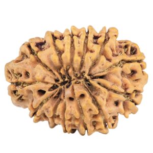 13 Mukhi Rudraksha 31.6mm 6.5gm - Origin: Nepal - Rudraksha back