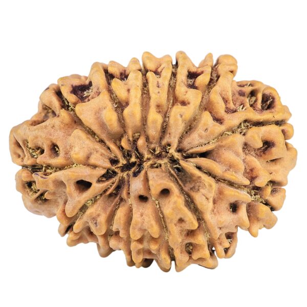 13 Mukhi Rudraksha 31.6mm 6.5gm - Origin: Nepal - Rudraksha back