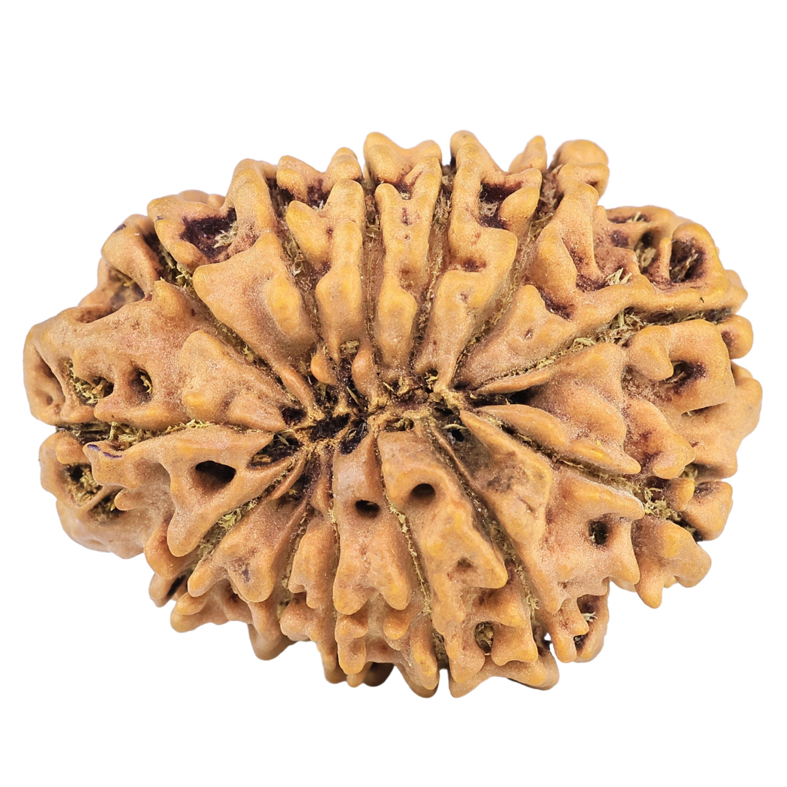 13 Mukhi Rudraksha 31.6mm 6.5gm - Origin: Nepal - Rudraksha back