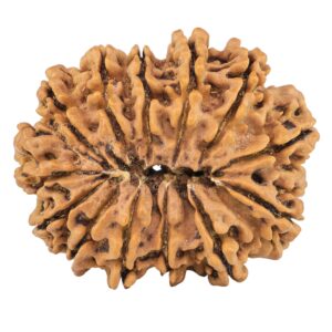 13 Mukhi Rudraksha 32.5mm 6.4gm - Rudraksha back