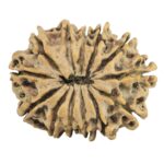 13 Mukhi Rudraksha 26.2mm 3.31gm - Rudraksha back